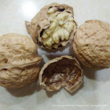 Professional supply new harvest healthy natural walnuts without shell